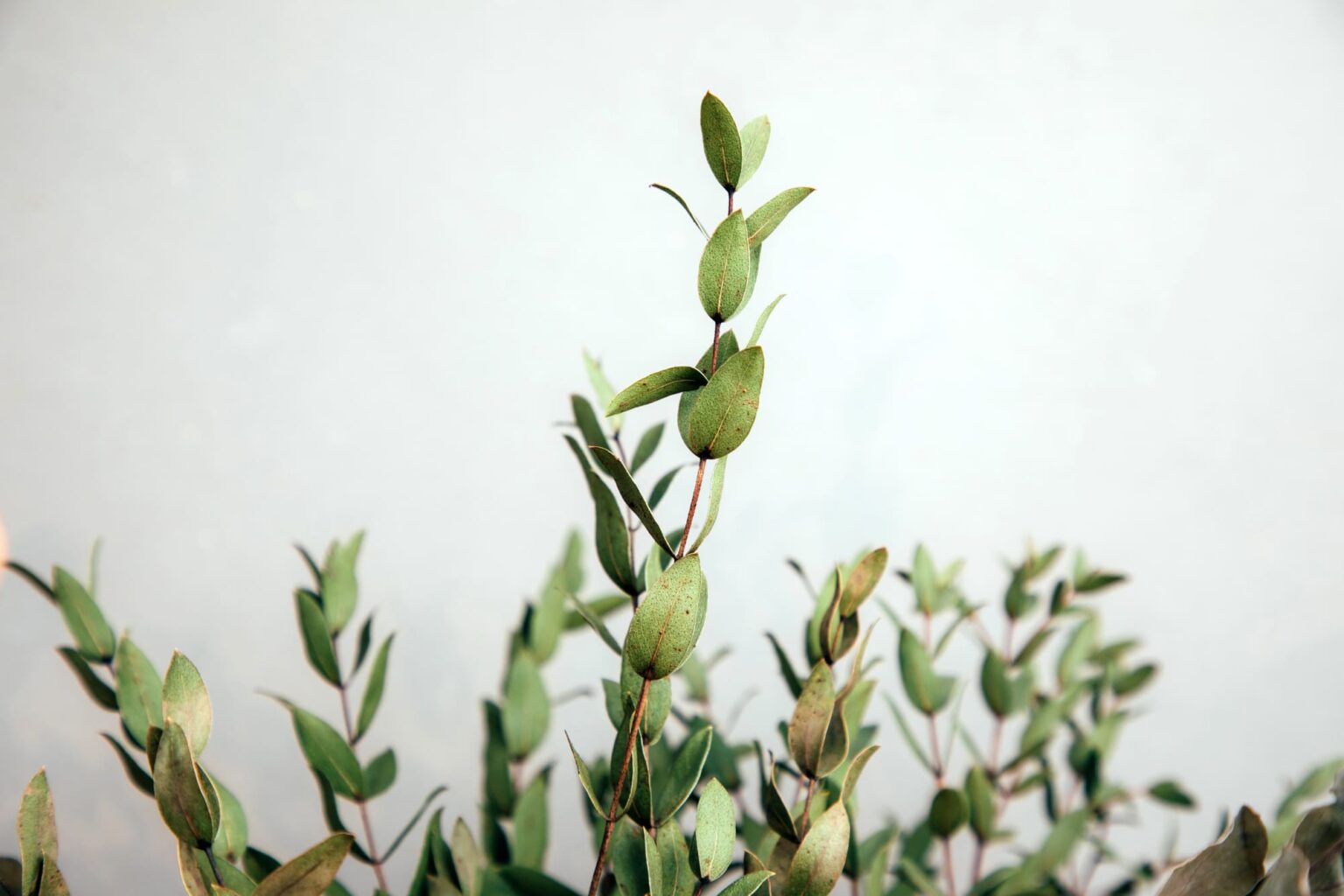 Integrative and Holistic GP and Naturopathy at Akana Wellness Medicine